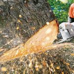 pctreeremoval